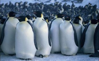 March of the Penguins (2005)