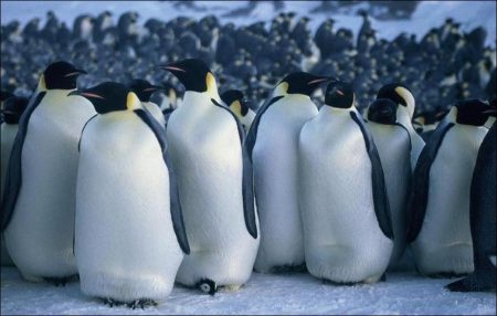 March of the Penguins (2005)